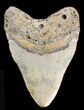 Large, Megalodon Tooth - North Carolina #38679-1